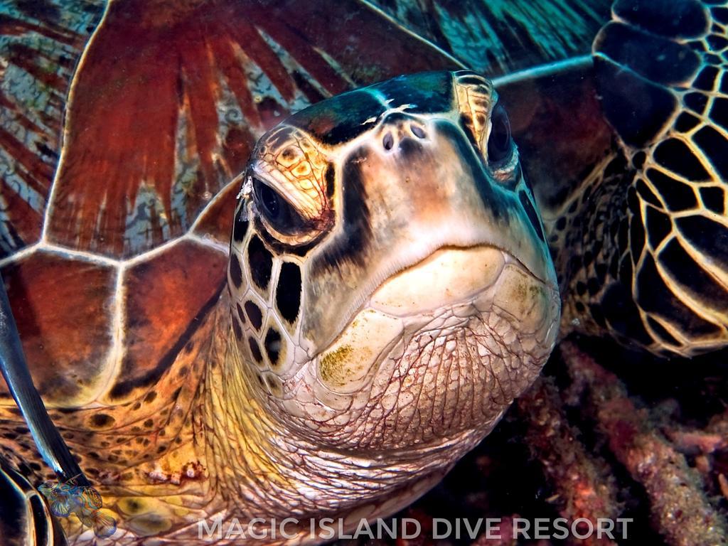 Magic Island Dive Resort Moalboal Exteriör bild