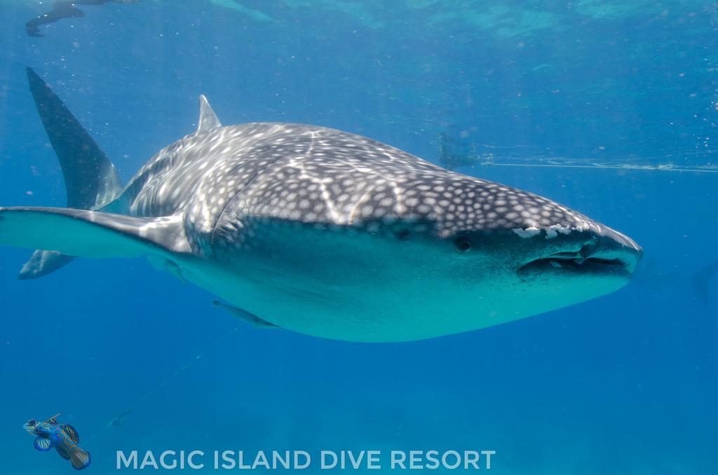 Magic Island Dive Resort Moalboal Exteriör bild
